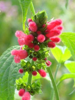 Celebrity Salvias: Fuzzy, Fancy Salvia Oxyphora