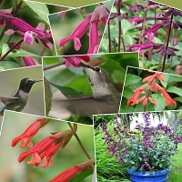 Three Wishes Garden Kit