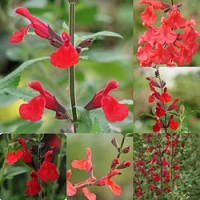 Hummingbird Red Salvias Sun Mix