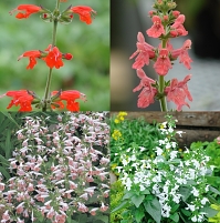 Easy Tropical Sage Hummingbird Garden