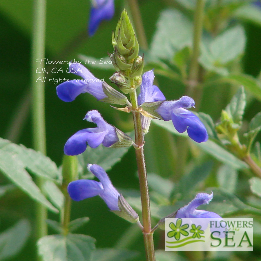 Flowers by the Sea Salvia Mail Order Nursery