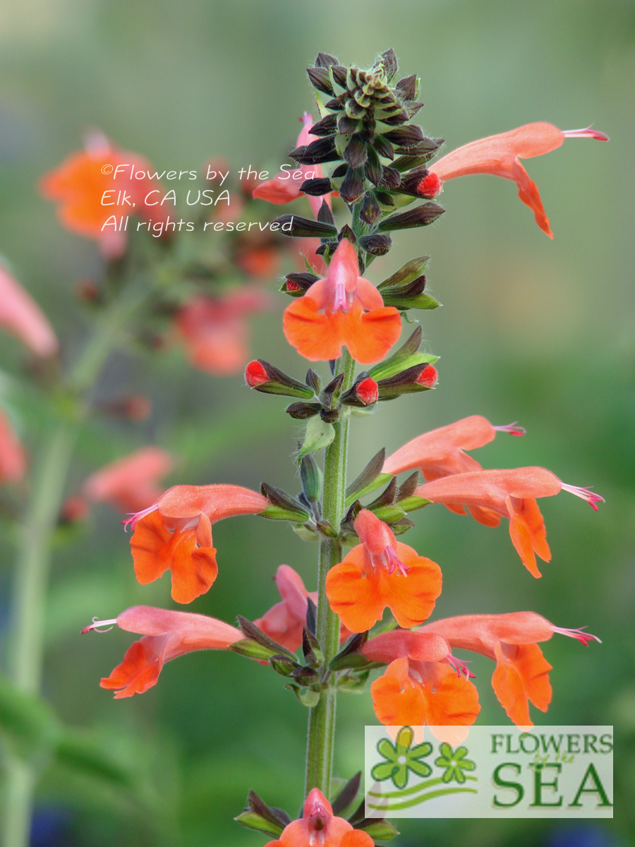 Flowers by the Sea Salvia Mail Order Nursery