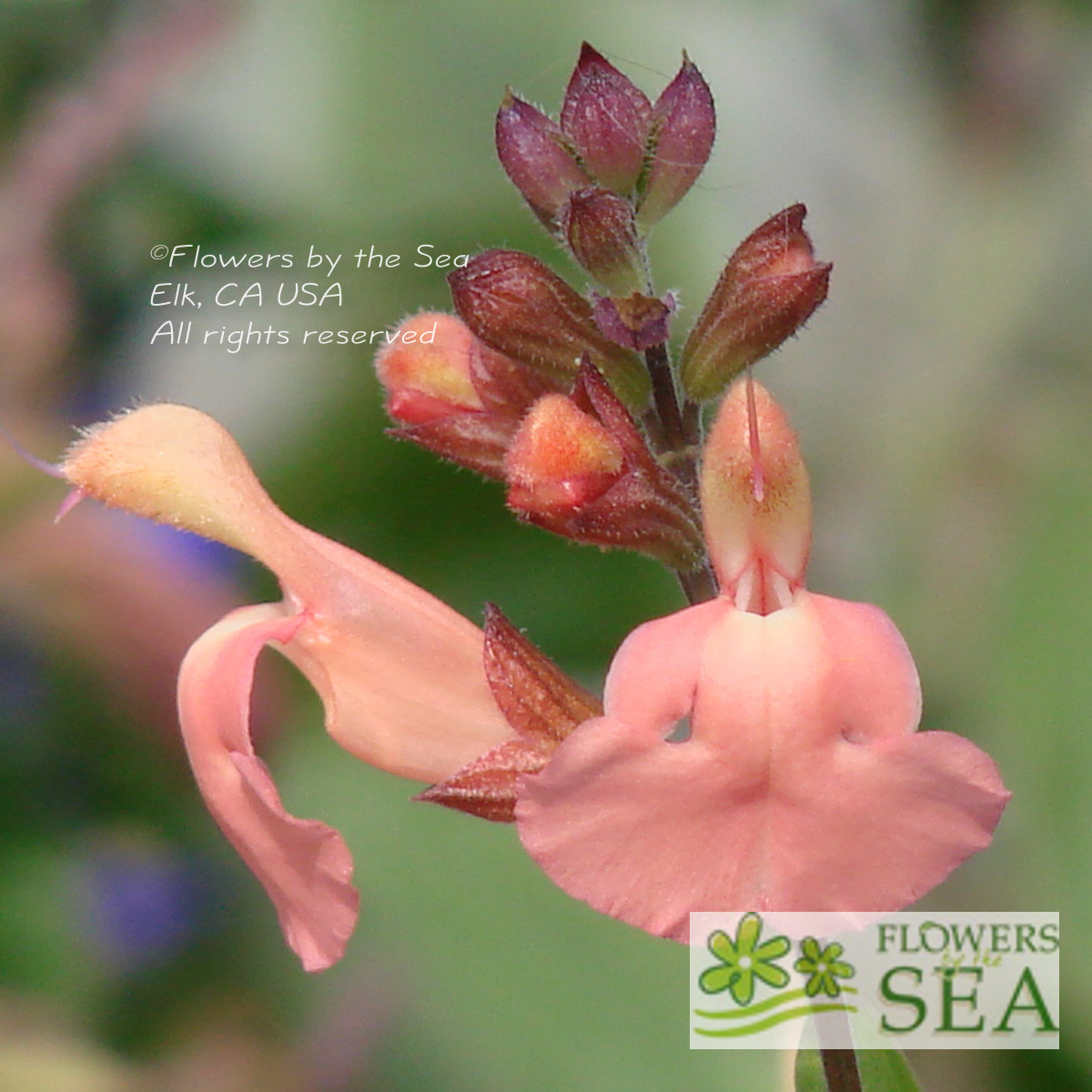 Flowers by the Sea Salvia Mail Order Nursery