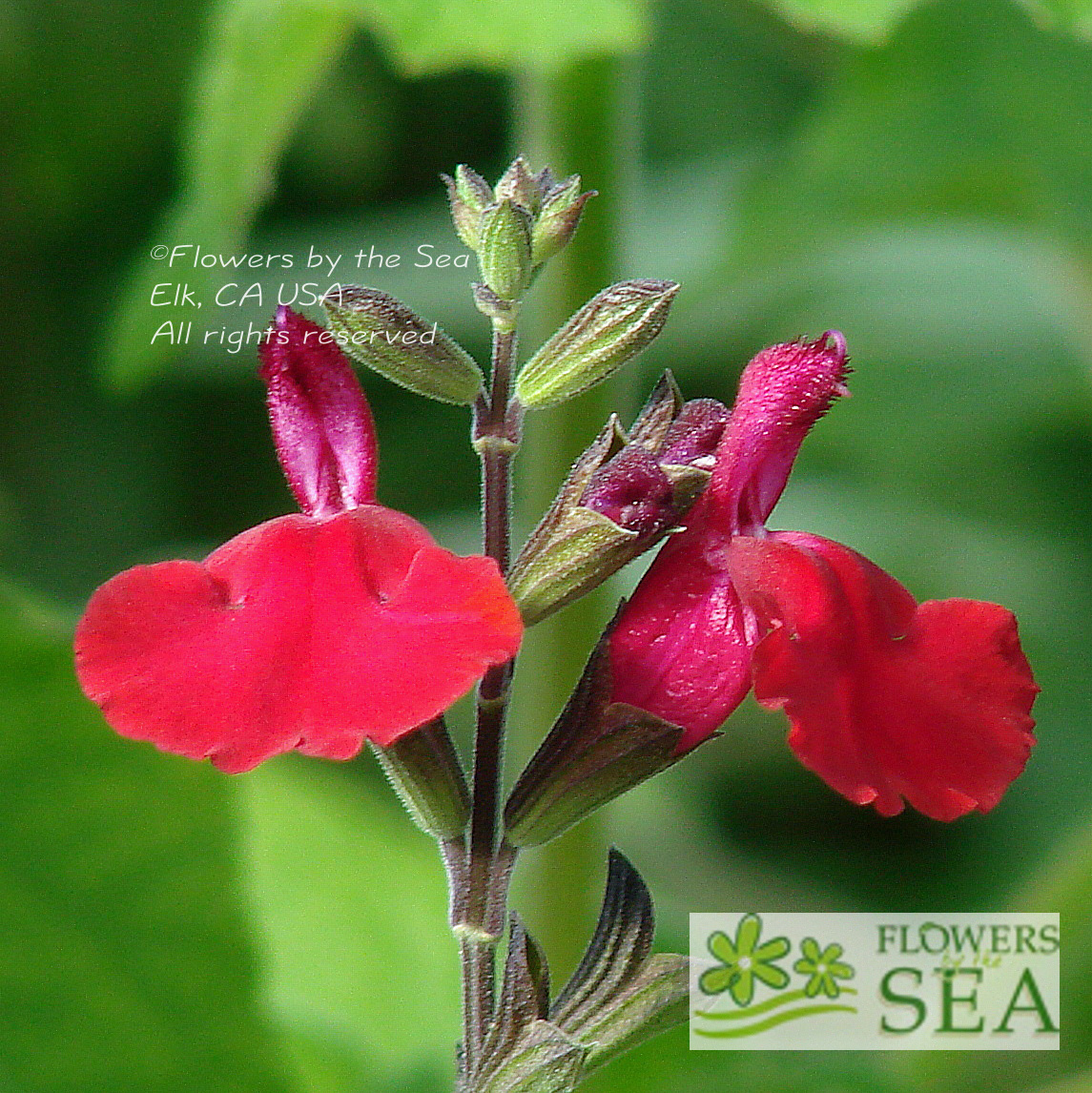 Flowers by the Sea Salvia Mail Order Nursery