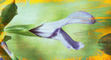 Try the Salvia Finder!