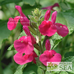 Flowers by the Sea | Salvia Mail Order Nursery