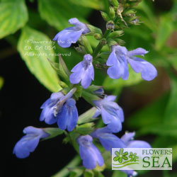 Salvia Arizonica Arizona Blue Sage,How Long To Cook Chicken Breast At 350