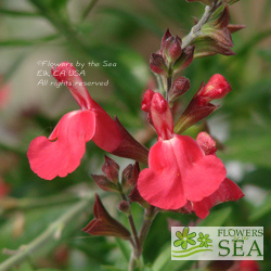 Flowers by the Sea | Salvia Mail Order Nursery